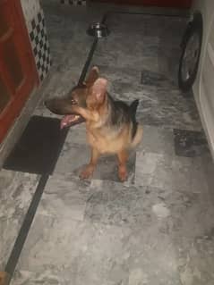 Gsd