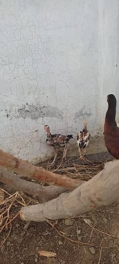 cheeni chicks for sale