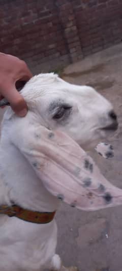 Bakra