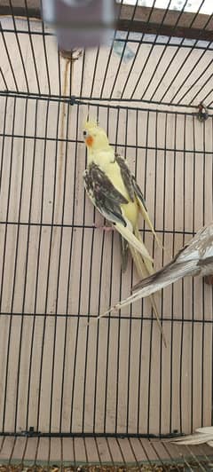 Breader pair for sale
