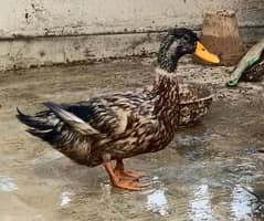 ducks