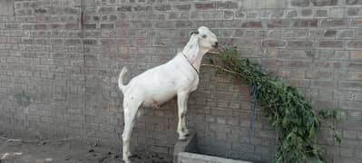 bakra