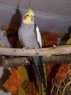 cocktail parrot 10 pair available