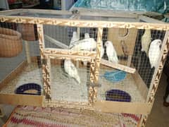 love birds fore urgent sale albino