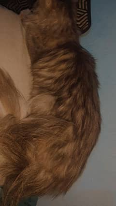 8months old American breed cat