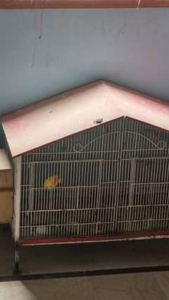 love birds with boxes and pinjra