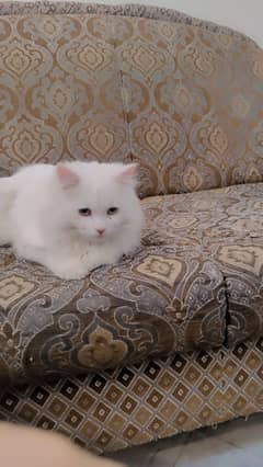Persian Double Coat Male Cat