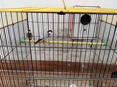 Java Breeder Pair with Cage