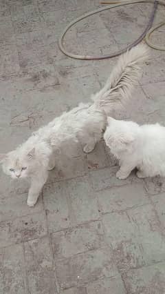 Persian