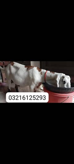 bakra