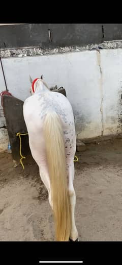 Nukra ghora for sale nezabaz koi aib ni