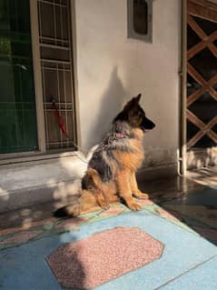 GSD Long Coat Male Pink Pedigree for Sale