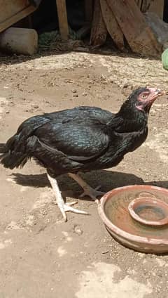 Crook Murgi