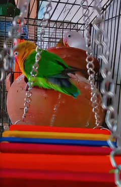 Love birds 2 pair for sale  with 2 cage