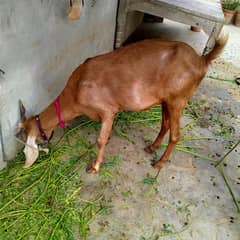 doodh wali bakri