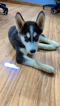 Husky