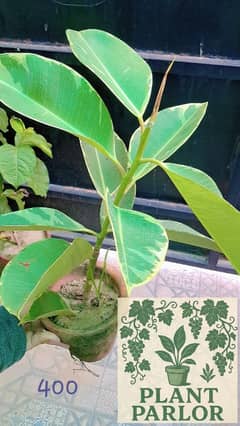 Plants Available for sale.  Decor,  outdoor,olants, pots