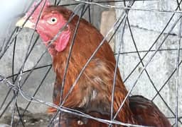 Lakha patha urgent Forsale quality wala hy