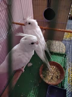 cocktail breeder pair
