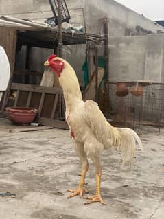 White Oh Shamo Chicks for Sale