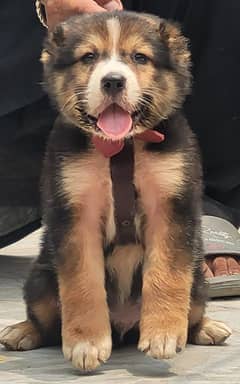 BAKHARWAL MALE 55 DAYS FOR SALE SECURITY DOGS