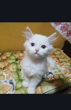 ODD Eyes Persian kitten for sale
