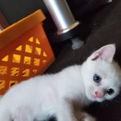 Odd Eyes Persian Kittens