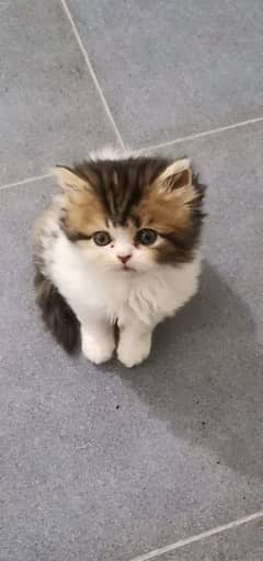Persian
