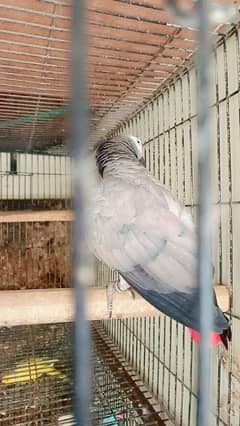 African grey female 03353481775