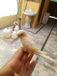 budgie