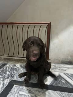 Top bloodline Labrador female chocolate