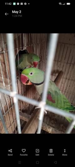 Beautiful different birds