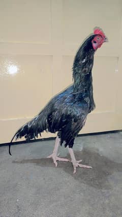 mushka phata for sale urgent only for serious buyers