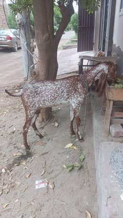 bakri