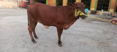 ager lyni hy to rabta karyien
