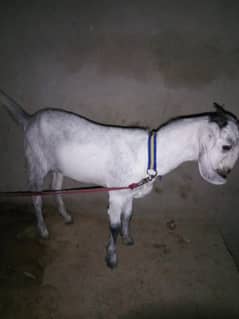 bakre