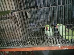raw parrot pair