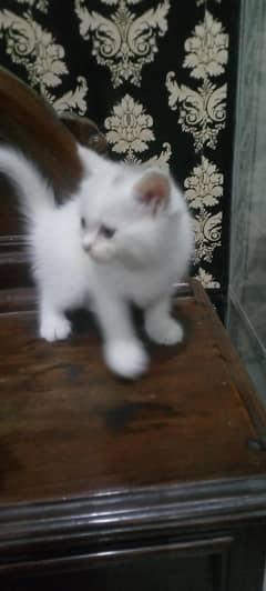Persian kitten blue eye double coat