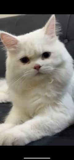 Persian Stud Male Available for Matting
