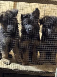 Top Quality Gsd Long Coat Puppys Available