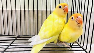 Albino Red Eyes, Cremino, Decino, Breeder, Ready to breed for Sale