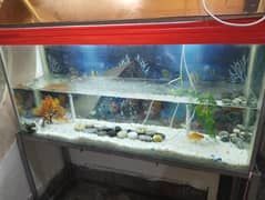 aquarium urgent sale