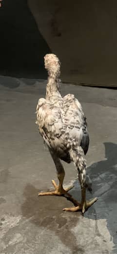 Shamo chick