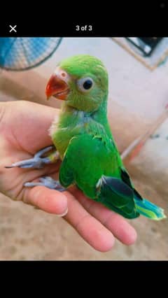 green ringnick paroot baby