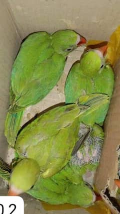 plum headed parrot