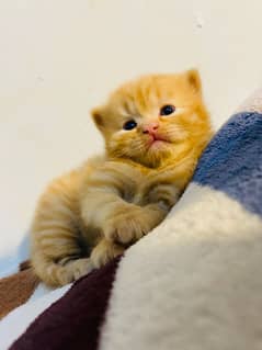 Adorable 3-Month-Old Kittens for Adoption – Rusty & Miggie