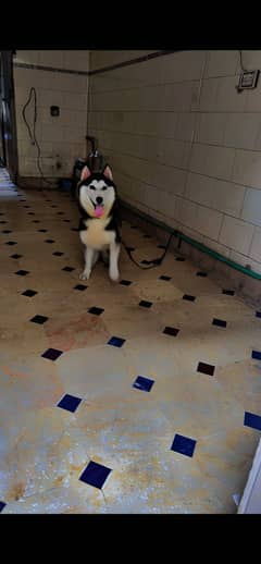 Husky