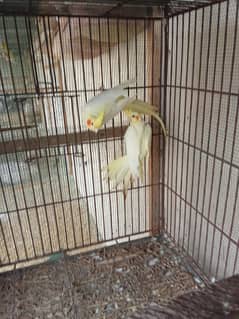 Cream cockatiel breeder pair for sell