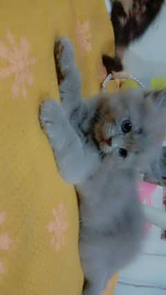 kitten