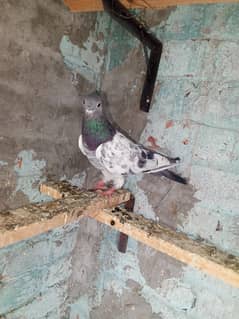khrgosh ankho wala breeder male all ok breede ki gurnante ha